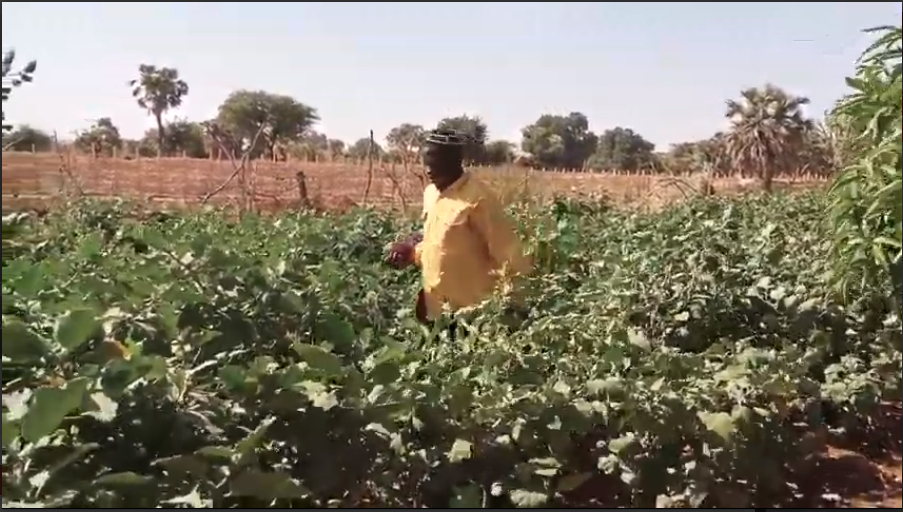 Le jardin Maraîcher de Babirka-Mango