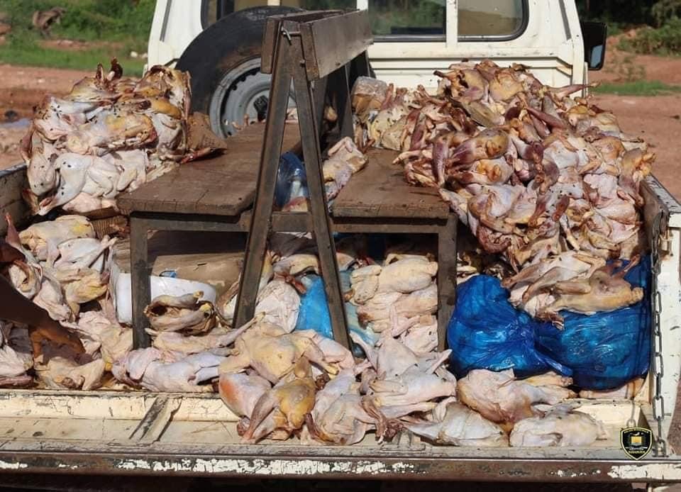 Opération de la Police Municipale de Ouagadougou : Saisie et incinération de poulets avariés dans le quartier de Gounghin » 