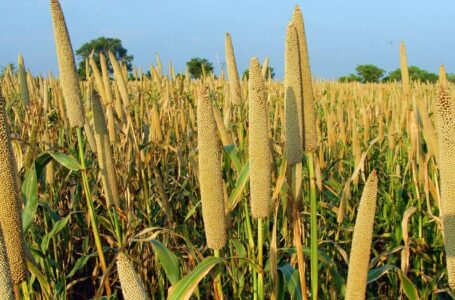 Autorisation exceptionnelle d’exportation de céréales vers le Niger : Solidarité et commerce au cœur de la décision » 