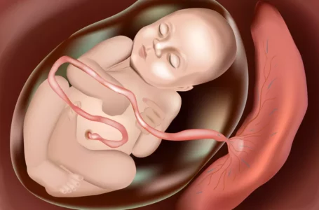 Le Placenta : L’Organe Clé de la Grossesse et Ses Implications Cruciales