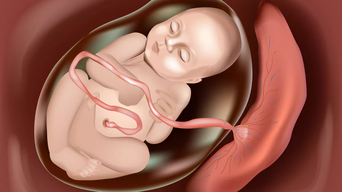 Le Placenta : L&rsquo;Organe Clé de la Grossesse et Ses Implications Cruciales
