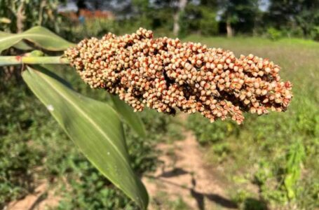 Édito : L’alimentation, un droit fondamental à protéger au Burkina Faso