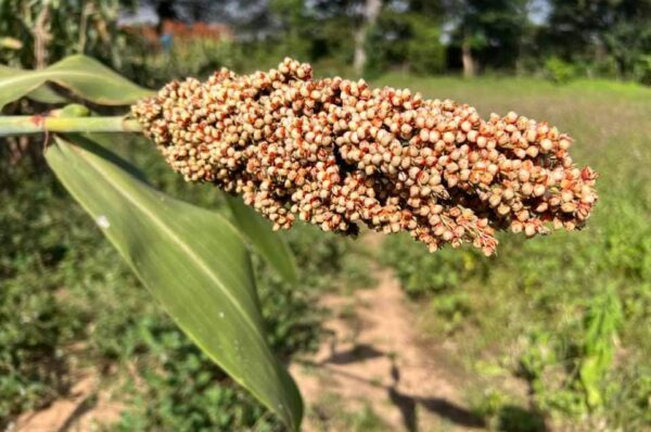 Édito : L’alimentation, un droit fondamental à protéger au Burkina Faso