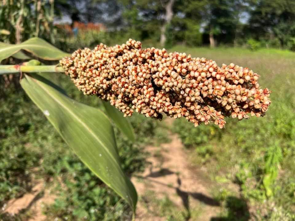 Édito : L&rsquo;alimentation, un droit fondamental à protéger au Burkina Faso