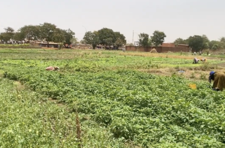 Ouagadougou : déguerpissement des maraîchers, entre impératif écologique et urgence sociale