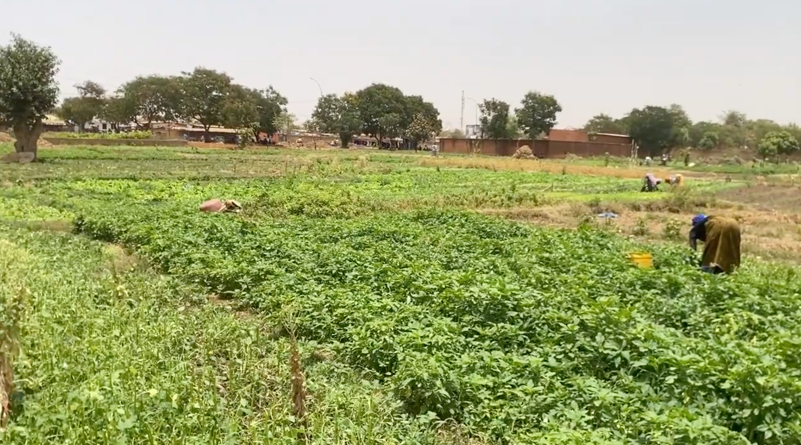 Ouagadougou : déguerpissement des maraîchers, entre impératif écologique et urgence sociale